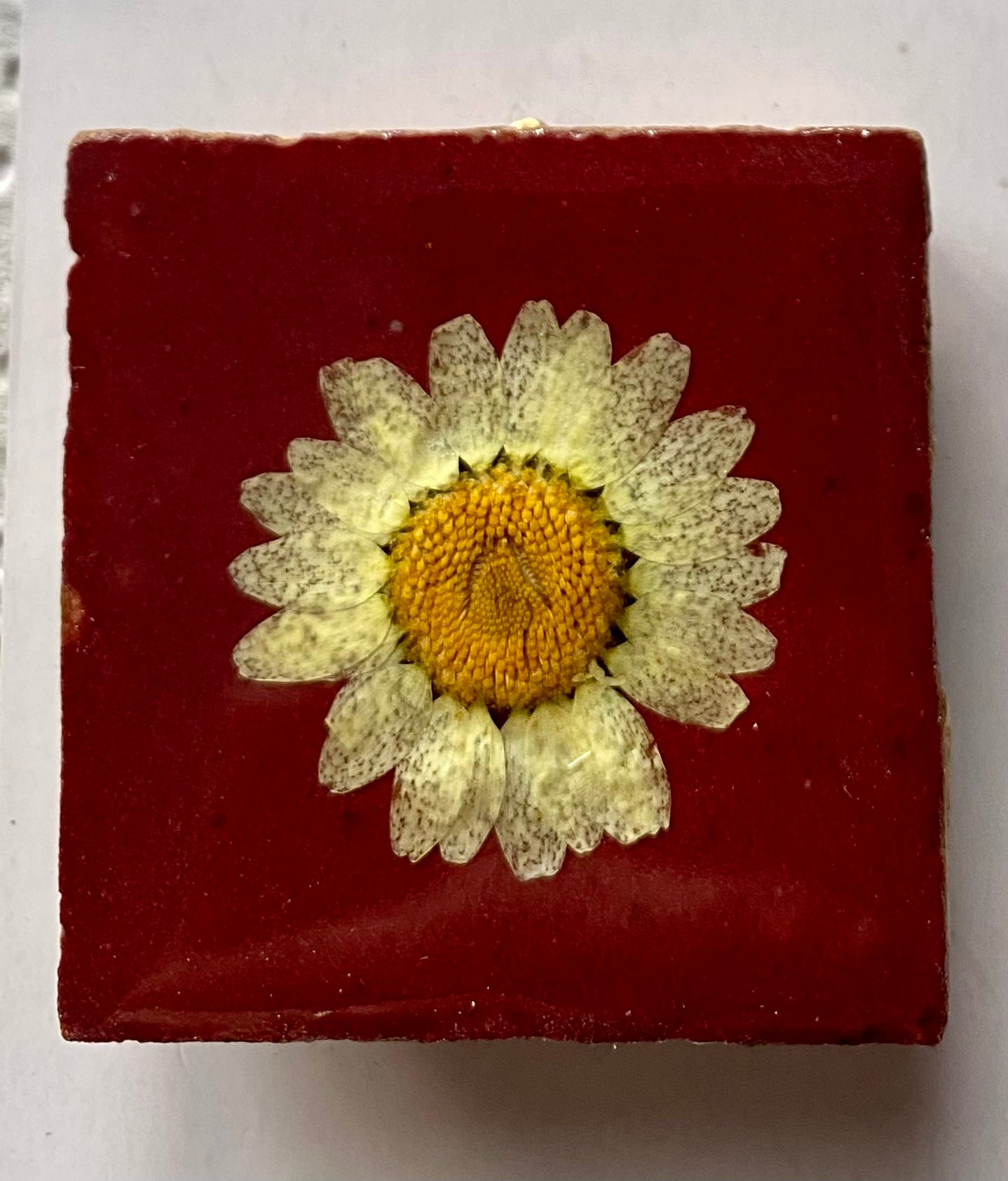 Flowertile rood Margriet